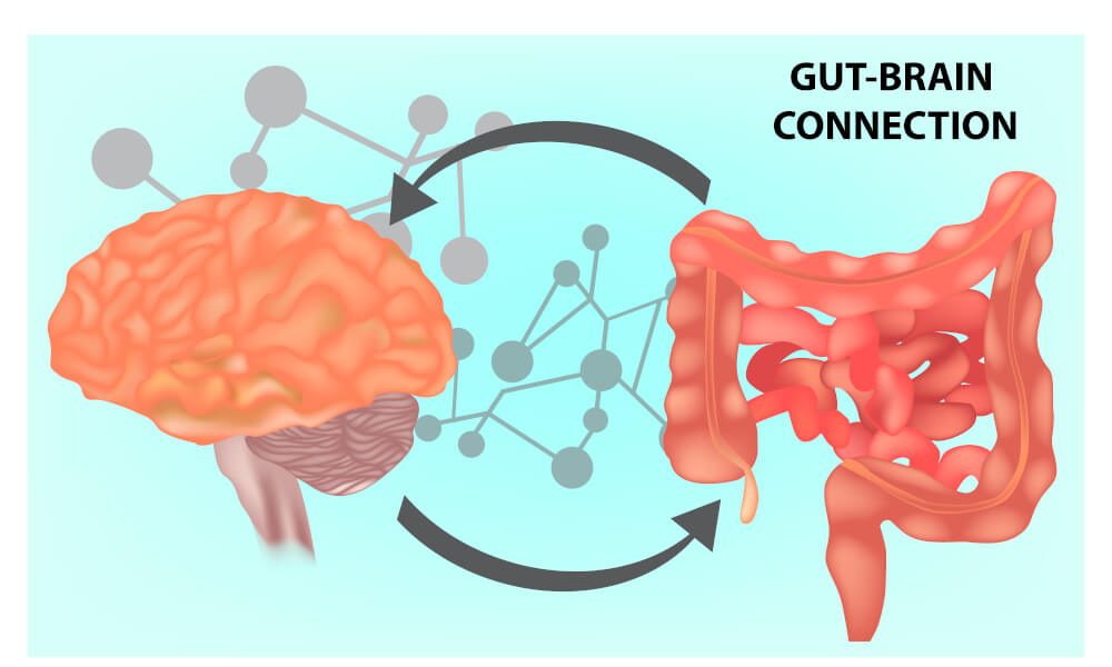 The Gut is Our First Brain