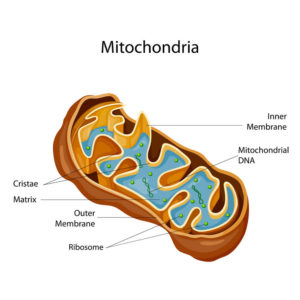 Mitochondrial Health: Ancient Wisdom in Your Body’s Cells