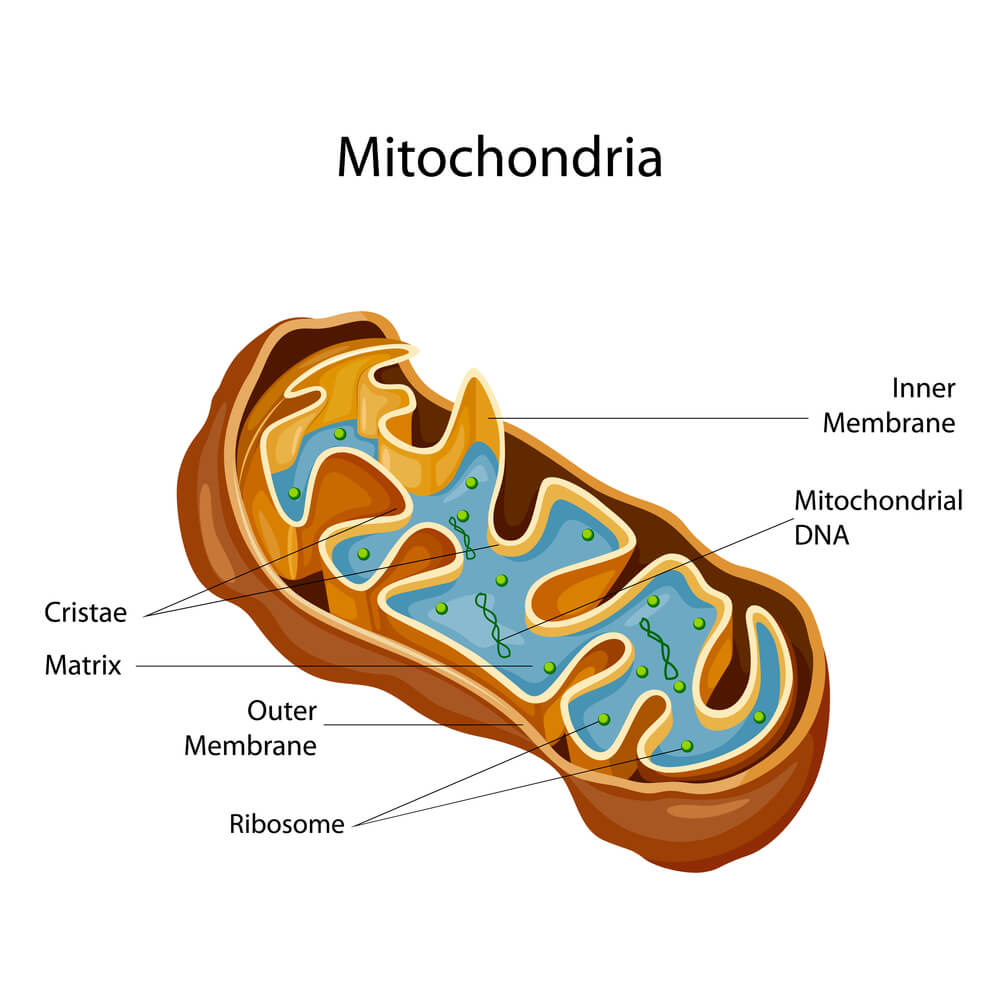 What Are Mitochondria